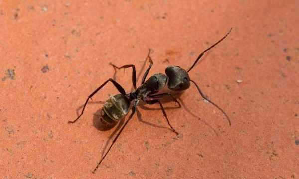哪些小動物能預(yù)知下雨,哪些小動物能預(yù)知下雨的視頻圖3