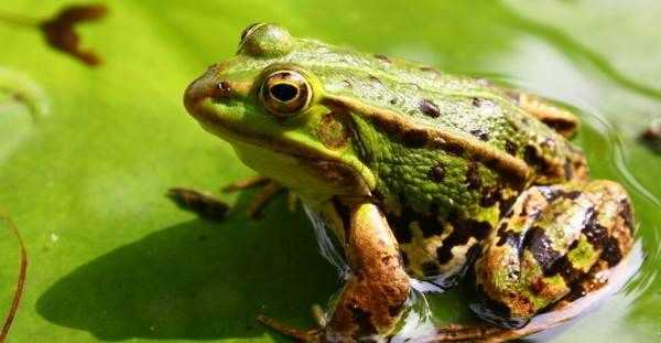 哪些小動物能預(yù)知下雨,哪些小動物能預(yù)知下雨的視頻圖4