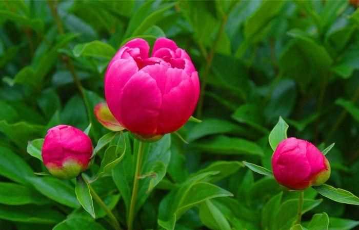 芍藥花的養(yǎng)殖方法和注意事項(xiàng)