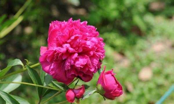 大芍藥花,芍藥花的養(yǎng)殖方法和注意事項(xiàng)圖2