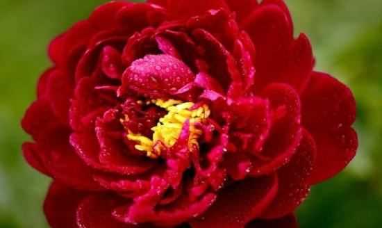 大芍藥花,芍藥花的養(yǎng)殖方法和注意事項(xiàng)圖3