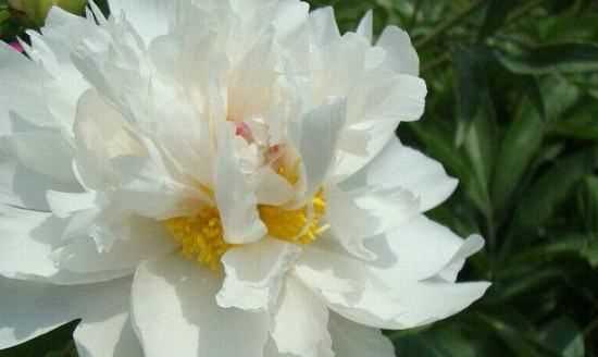 大芍藥花,芍藥花的養(yǎng)殖方法和注意事項(xiàng)圖4