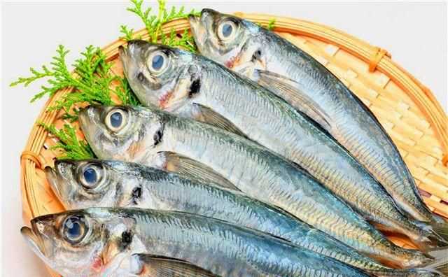 小動(dòng)物是用什么來辨別氣味的