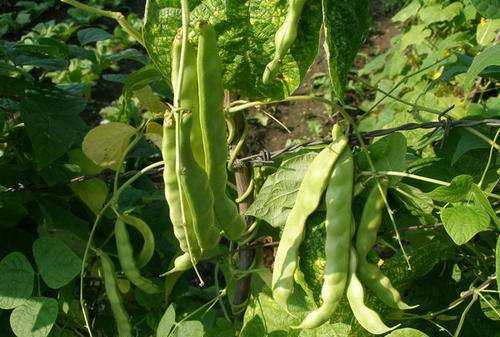 豆角出現(xiàn)銹斑是怎么回事,豆角放冰箱長了長銹斑怎么辦呢圖2