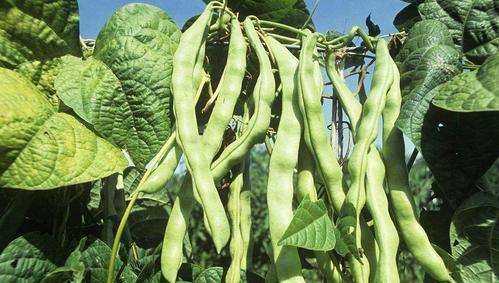 豆角出現(xiàn)銹斑是怎么回事,豆角放冰箱長了長銹斑怎么辦呢圖4