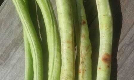 豆角出現(xiàn)銹斑是怎么回事,豆角放冰箱長了長銹斑怎么辦呢圖5