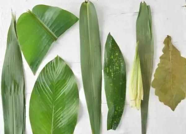 包粽子時粽子葉子需要煮嗎