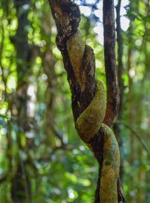 熱帶雨林有什么危險(xiǎn)的東西?