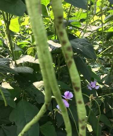 豇豆摘下來后起銹了