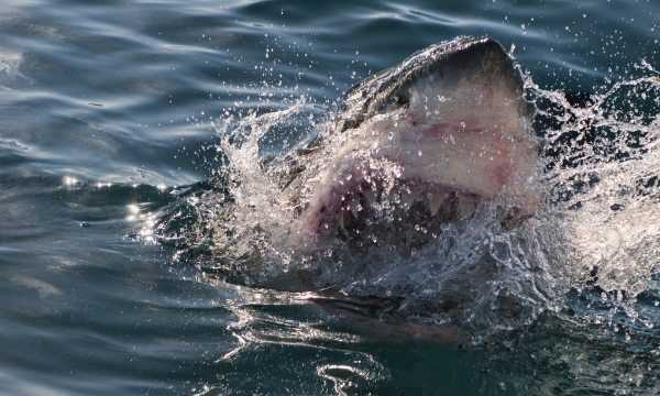 海洋中的海中霸王是什么,海中霸王是什么動物圖2