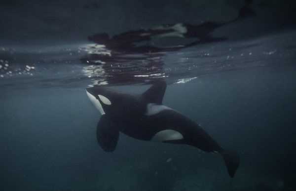 海洋中的海中霸王是什么,海中霸王是什么動物圖4