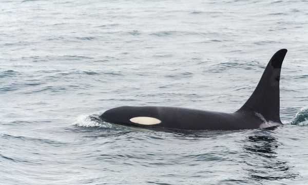 海洋中的海中霸王是什么,海中霸王是什么動物圖5