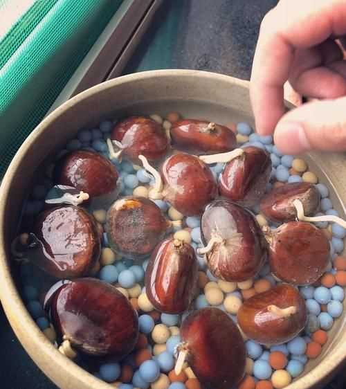 生板栗有點(diǎn)發(fā)芽的跡象，還能不能吃買的生板