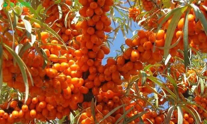 自己摘沙棘果冷凍影響質量嗎