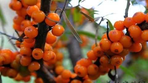 沙棘果冷凍了應該怎么吃呀，一次吃多少，我的果是新鮮的