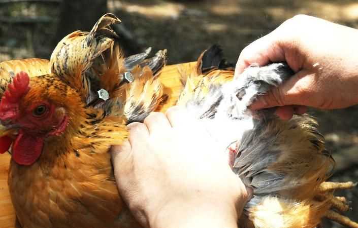 閹過的公雞和沒閹過的公雞有什么區(qū)別嗎