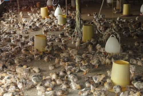 公雞被閹和沒閹的區(qū)別