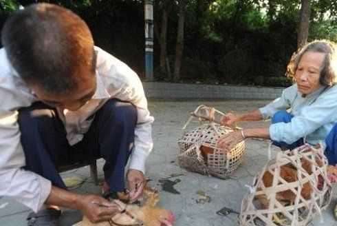 公雞閹與不閹的區(qū)別,閹過的公雞和沒閹過的公雞有什么區(qū)別嗎圖4