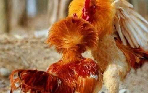 公雞閹與不閹的區(qū)別,閹過的公雞和沒閹過的公雞有什么區(qū)別嗎圖6