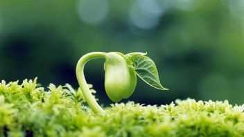 植物是怎么傳播種子的,植物哪些傳播方法二年級圖1