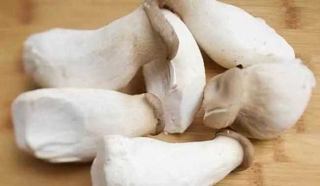 常吃的20種蘑菇的種類圖片