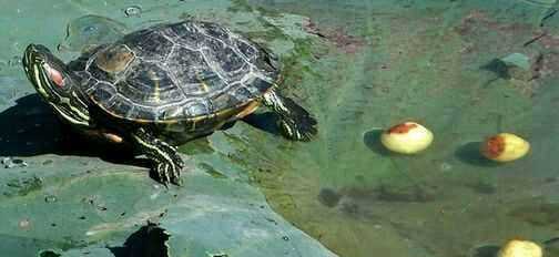 烏龜?shù)霸趺闯?烏龜?shù)翱梢猿詥嵊惺裁礌I養(yǎng)圖1