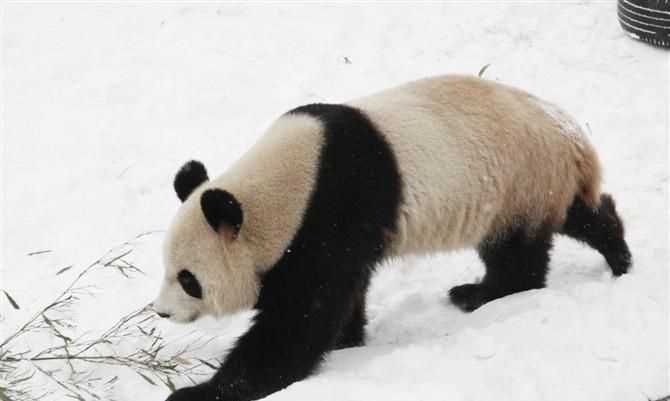 冬天不出來(lái)活動(dòng)的動(dòng)物有哪些,什么動(dòng)物冬天不運(yùn)動(dòng)