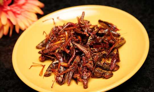 螞蚱可以吃,農(nóng)村草叢里常見(jiàn)的螞蚱圖片圖1