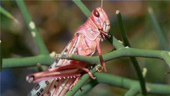 蚱蜢為什么吃蚱蜢