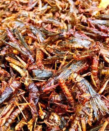 蝗蟲(chóng)能吃嗎