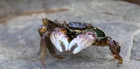 螃蟹是放在水里面養(yǎng)還是不放水,螃蟹可以放水里養(yǎng)著嗎圖6