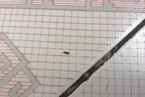 面粉有黑色蟲子還能吃嗎