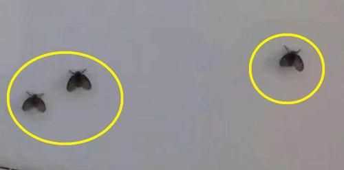 面粉里的小黑蟲有毒嗎