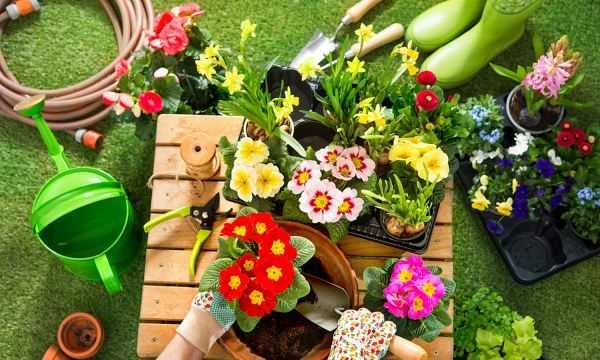 佛手瓜綠色好還是白色好,佛手和佛手瓜的區(qū)別在哪里圖1