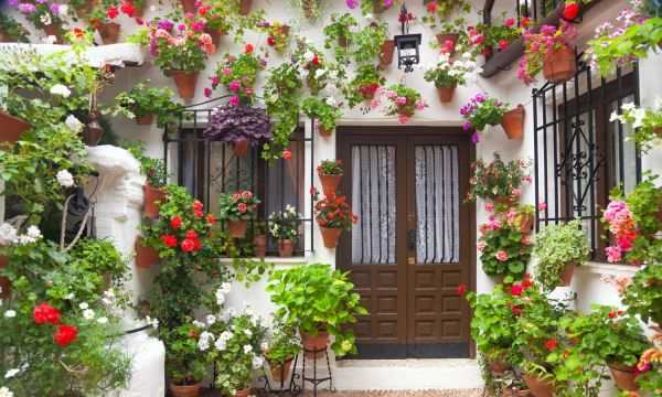 佛手瓜綠色好還是白色好,佛手和佛手瓜的區(qū)別在哪里圖2