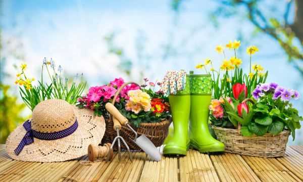 佛手瓜綠色好還是白色好,佛手和佛手瓜的區(qū)別在哪里圖3