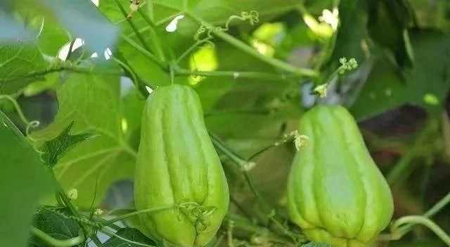 佛手瓜的生長環(huán)境和特點(diǎn)