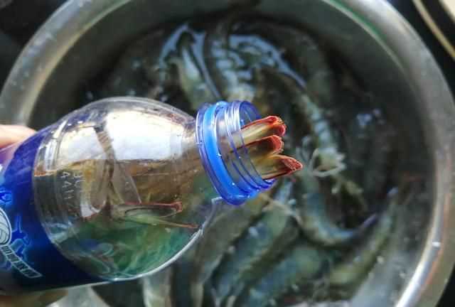 礦泉水瓶凍蝦要放水嗎