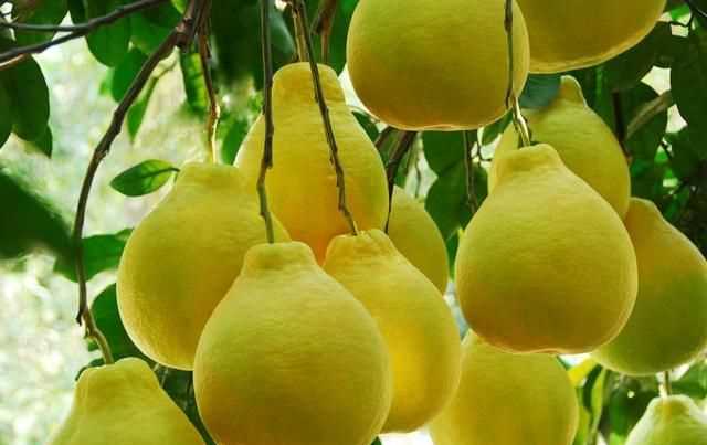 柚子苦能吃嗎，柚子皮薄吃起來苦苦地怎么回事，還能吃嗎？圖2