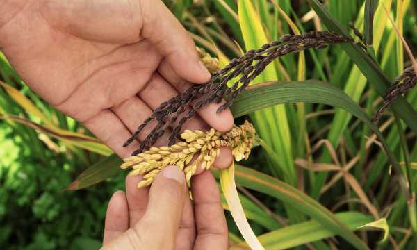 黑米飯怎么蒸才能軟糯,怎樣蒸黑米飯好吃竅門圖5