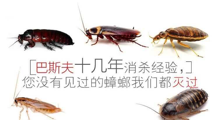 家庭自己消殺蟑螂，最有效的方法是什么！
