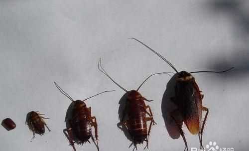 消滅蟑螂最快的辦法白醋和八角