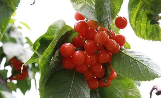 櫻桃放多久會(huì)變味，冰糖櫻桃汁能存放多久？圖2