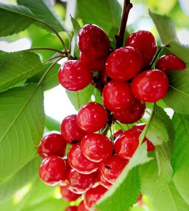 櫻桃放多久會(huì)變味，冰糖櫻桃汁能存放多久？圖3