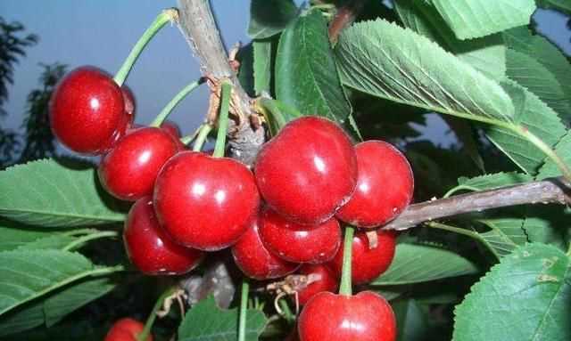 櫻桃放多久會(huì)變味，冰糖櫻桃汁能存放多久？圖4