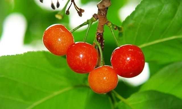 櫻桃放多久會(huì)變味，冰糖櫻桃汁能存放多久？圖5