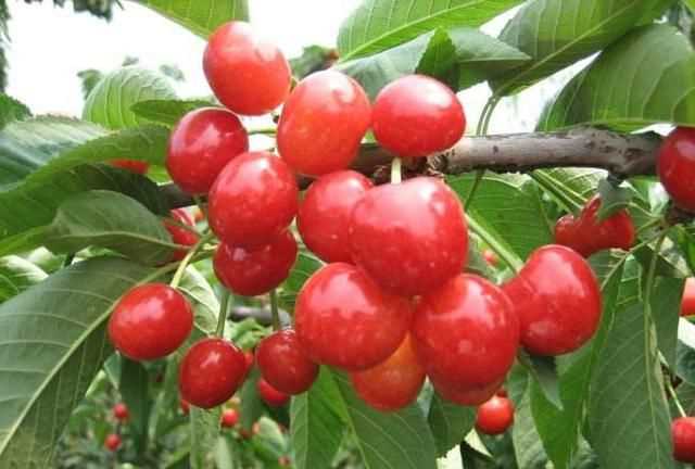 櫻桃放多久會(huì)變味，冰糖櫻桃汁能存放多久？圖6