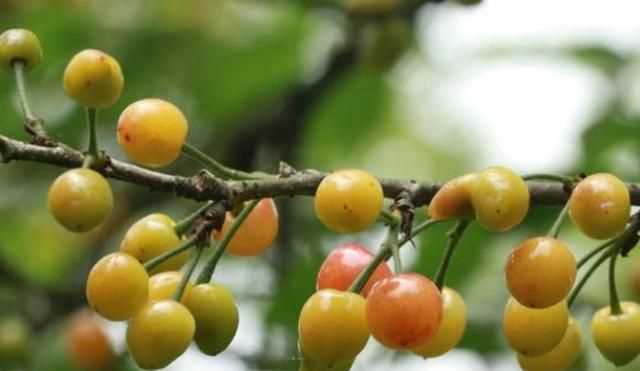 櫻桃放多久會(huì)變味，冰糖櫻桃汁能存放多久？圖7