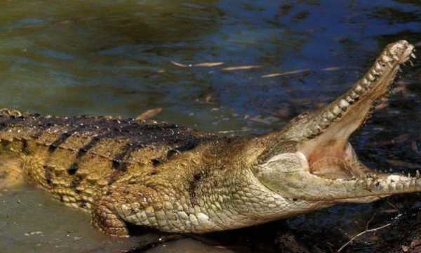 不怕打雷下大雨的動物,只怕雨水不怕風(fēng)什么動物圖3