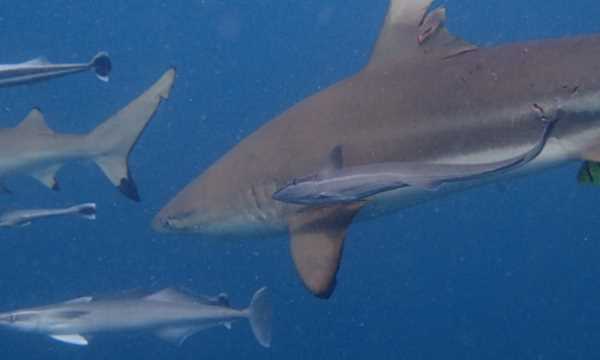不怕打雷下大雨的動物,只怕雨水不怕風(fēng)什么動物圖4